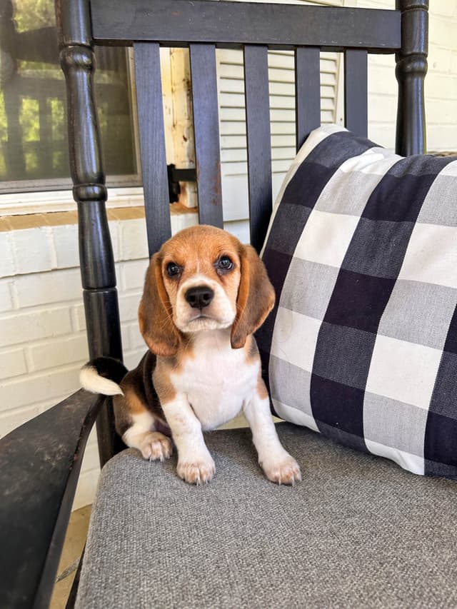 Beaglelove Puppies! media 15