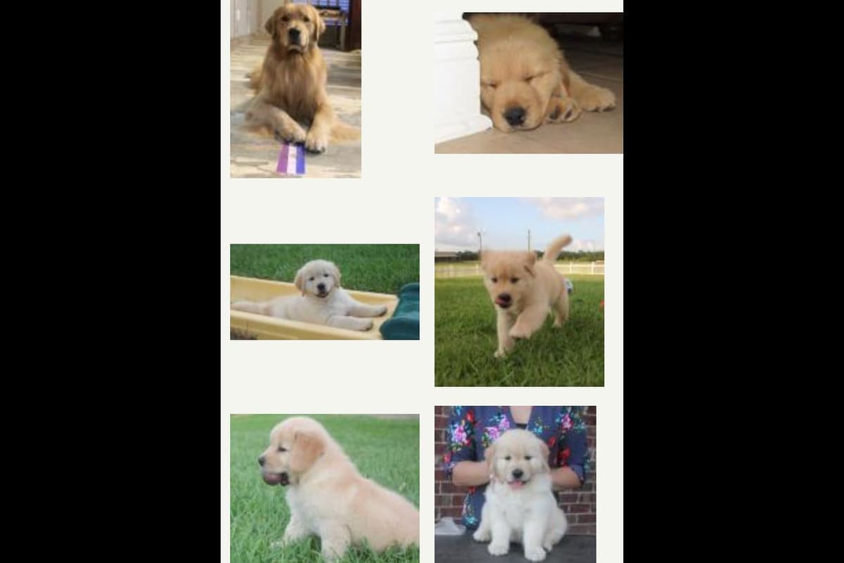 Cover Goldens has puppies! breeder image 1