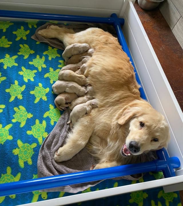 Cover Goldens has puppies! media 2