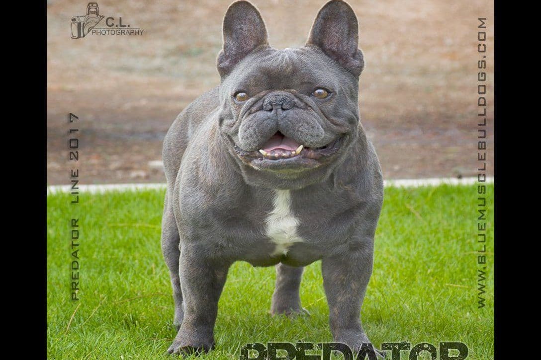 Beautiful  French Bulldog Puppies breeder image 2