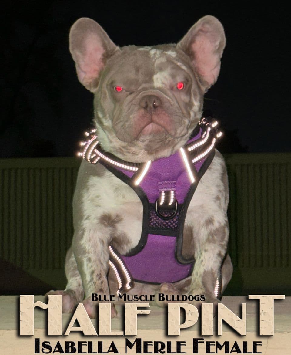 Beautiful  French Bulldog Puppies breeder image 5