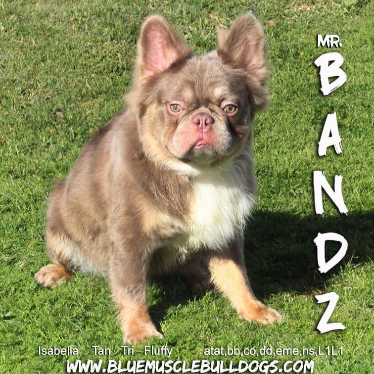 Beautiful  French Bulldog Puppies breeder image 7