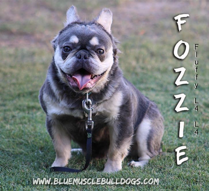 Beautiful  French Bulldog Puppies breeder image 8