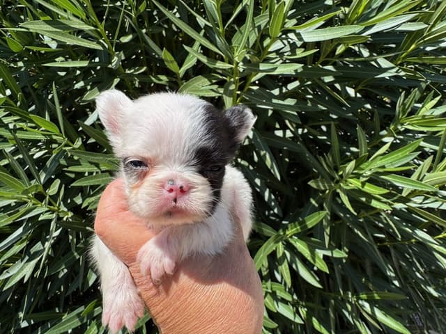 Beautiful  French Bulldog Puppies media 4