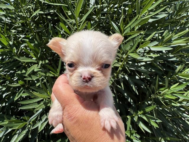 Beautiful  French Bulldog Puppies media 5