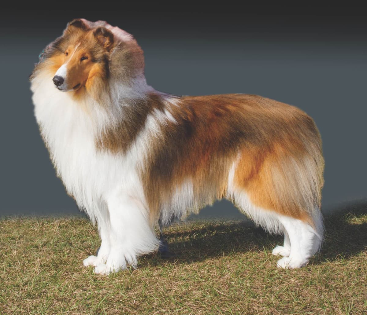 Rough Collie Puppies breeder image 2