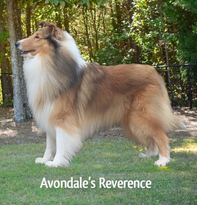 Rough Collie Puppies media 3