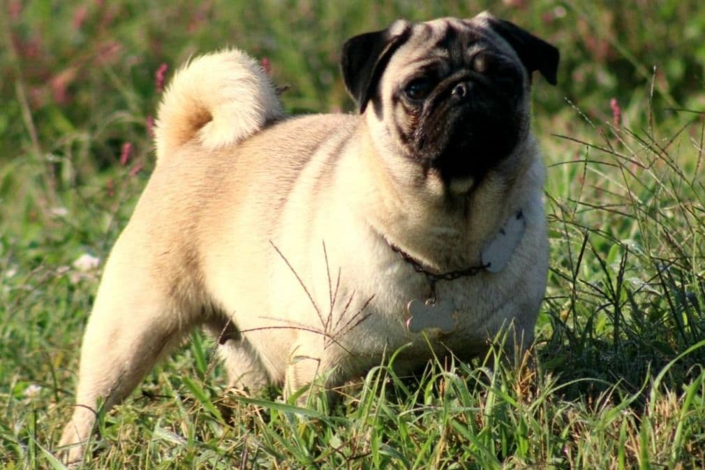 Pug Puppy breeder image 3