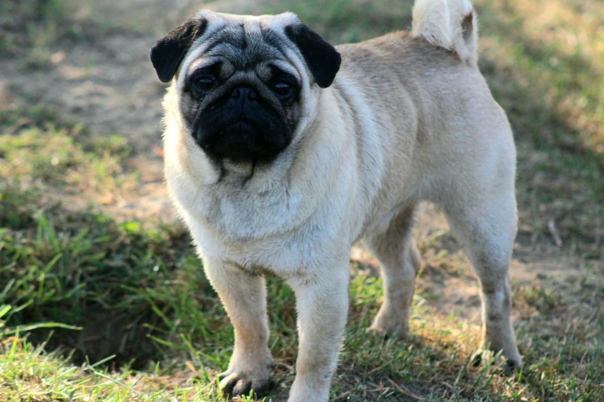 Pug Puppy breeder image 5