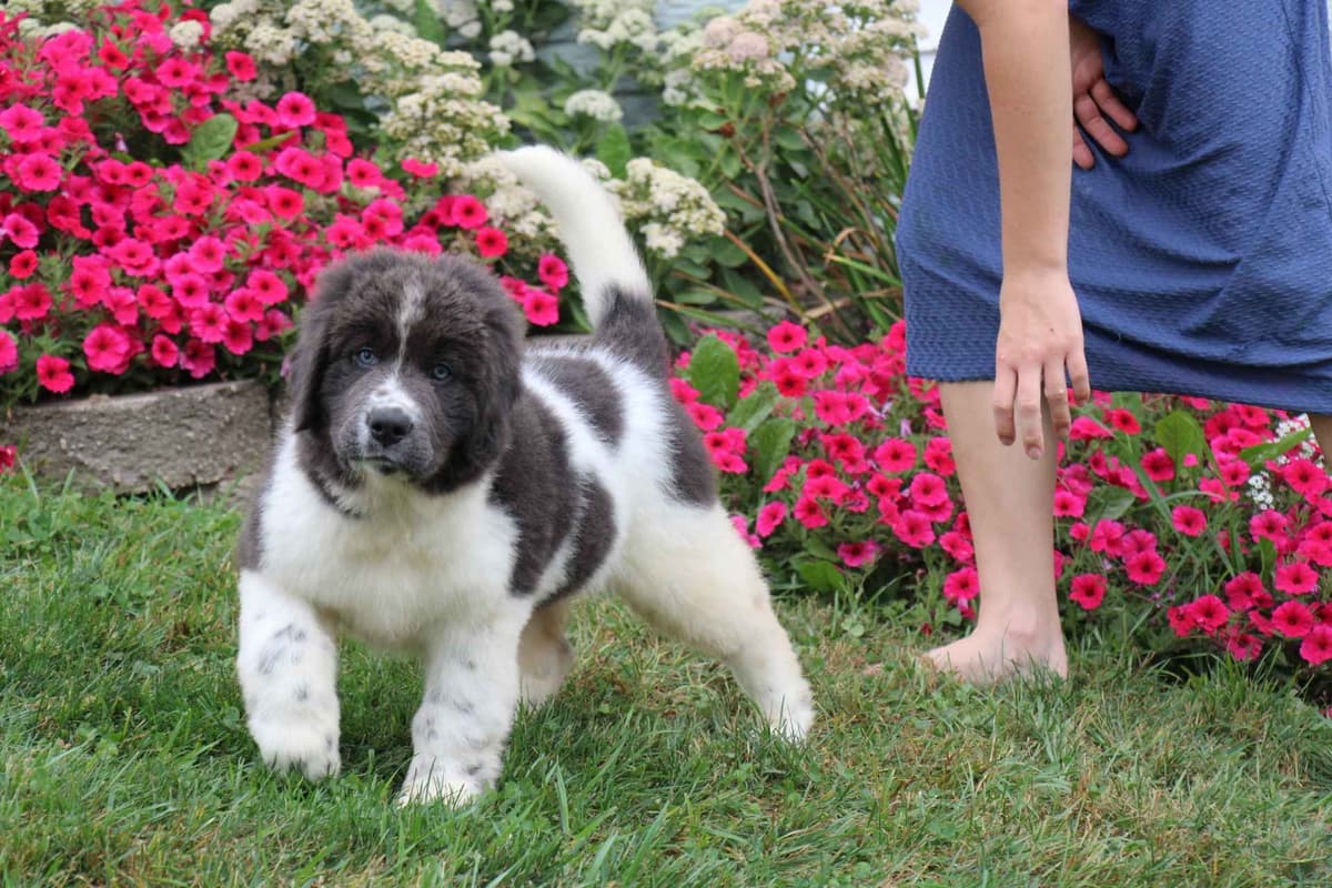 Pug Puppy breeder image 13