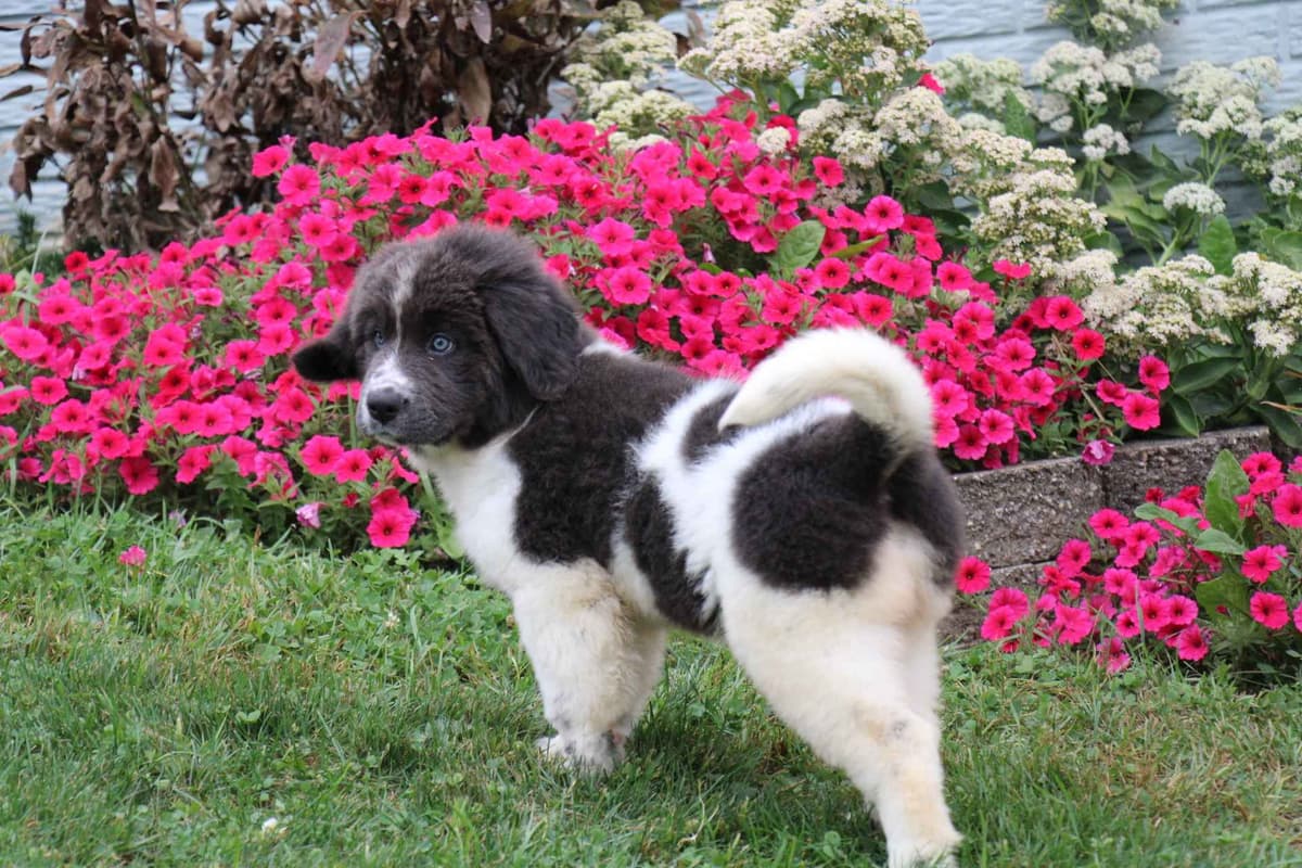 Pug Puppy breeder image 14
