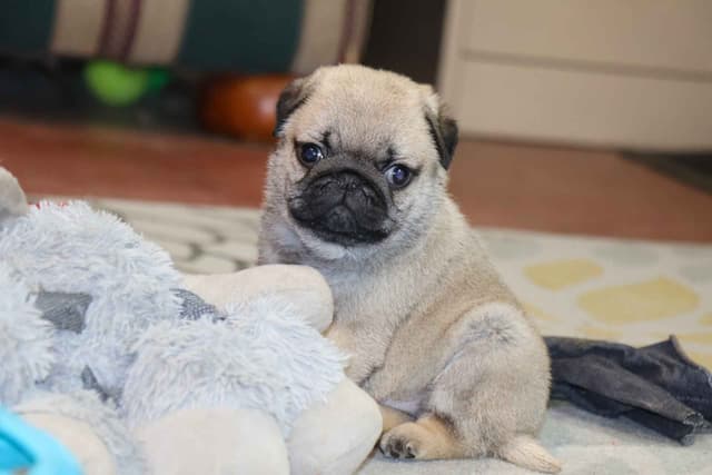 Pug Puppy media 2