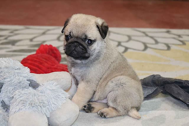 Pug Puppy media 3