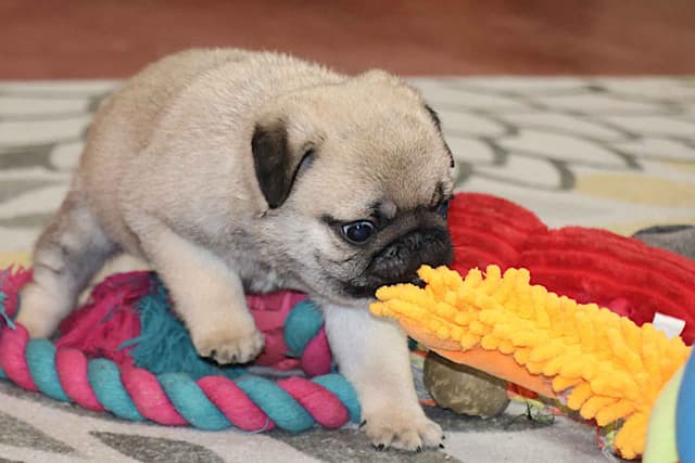Pug Puppy media 4