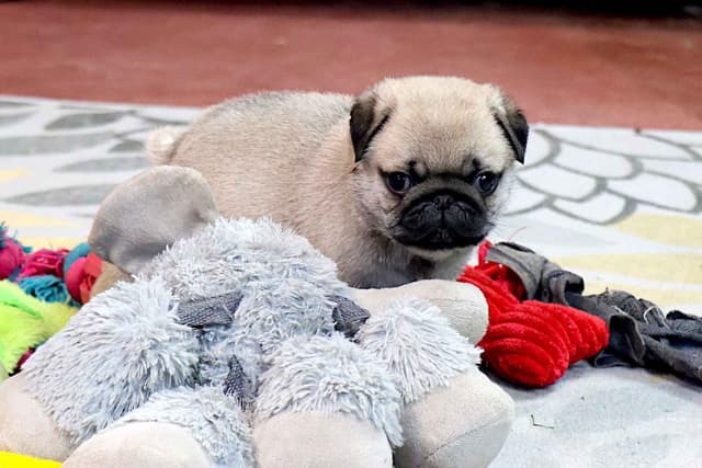 Pug Puppy media 5