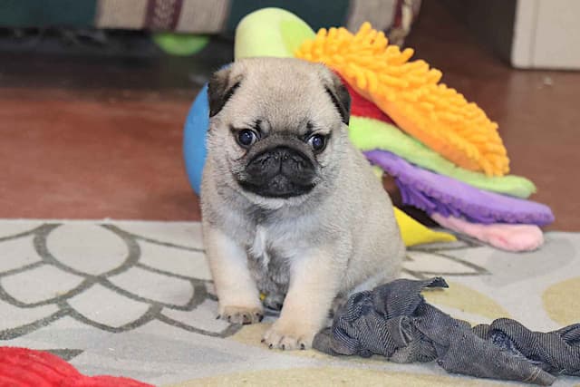 Pug Puppy media 6