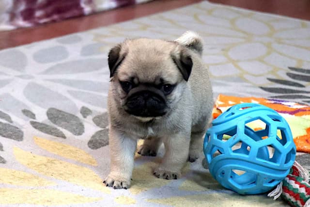 Pug Puppy media 7