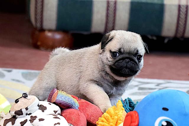 Pug Puppy media 8