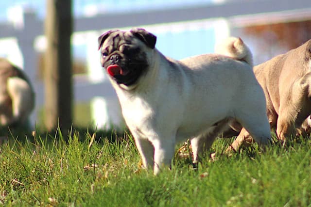 Pug Puppy media 9