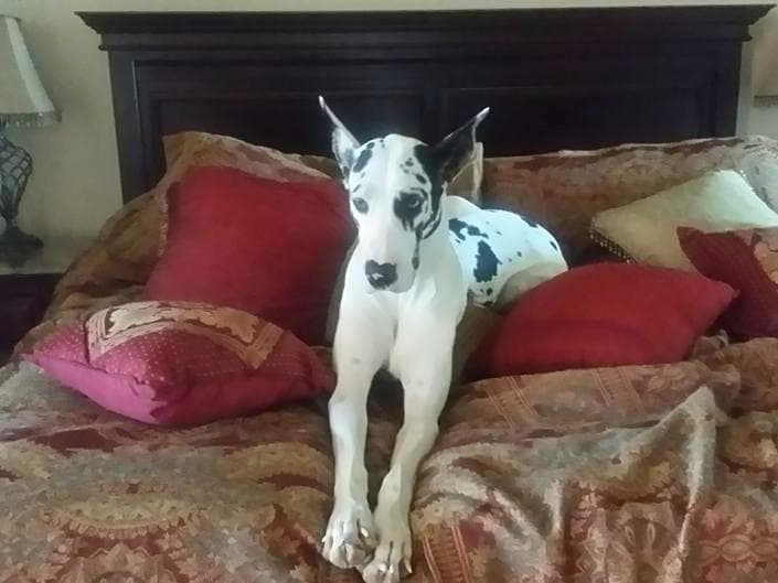 Great Dane Puppies breeder image 1
