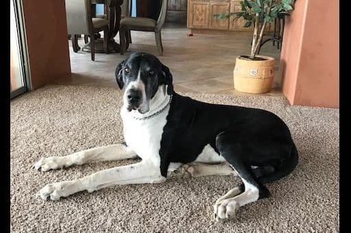 Great Dane Puppies breeder image 3