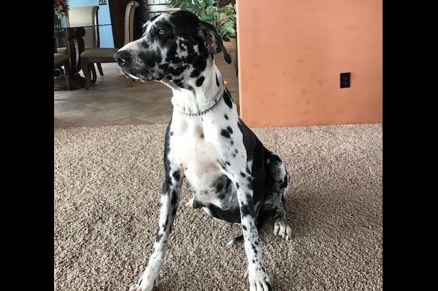 Great Dane Puppies breeder image 2