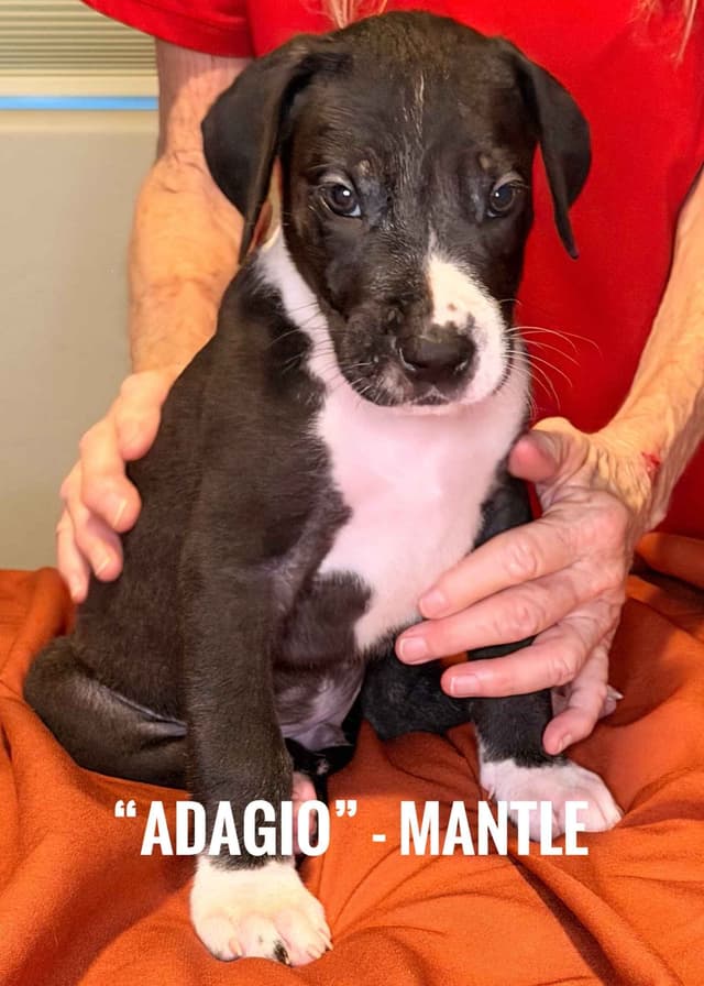 Great Dane Puppies media 4
