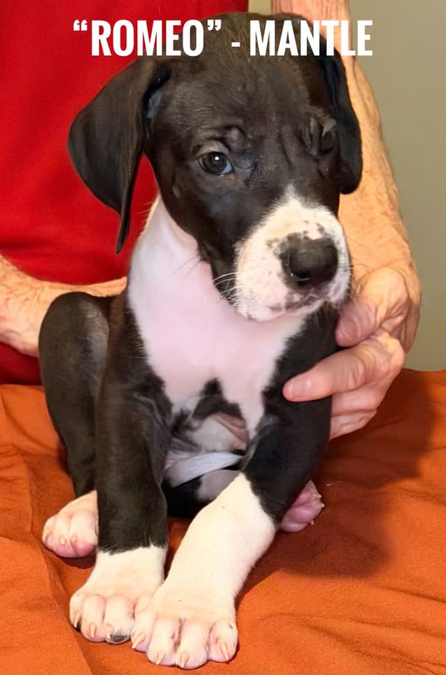 Great Dane Puppies media 2