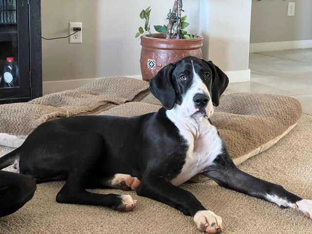 Great Dane Puppies media 7