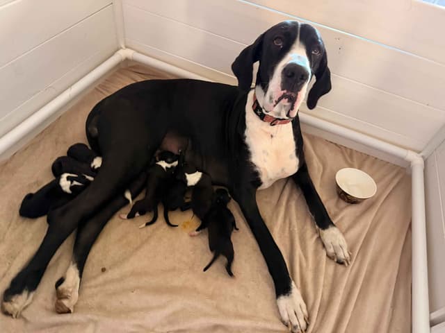 Great Dane Puppies media 8