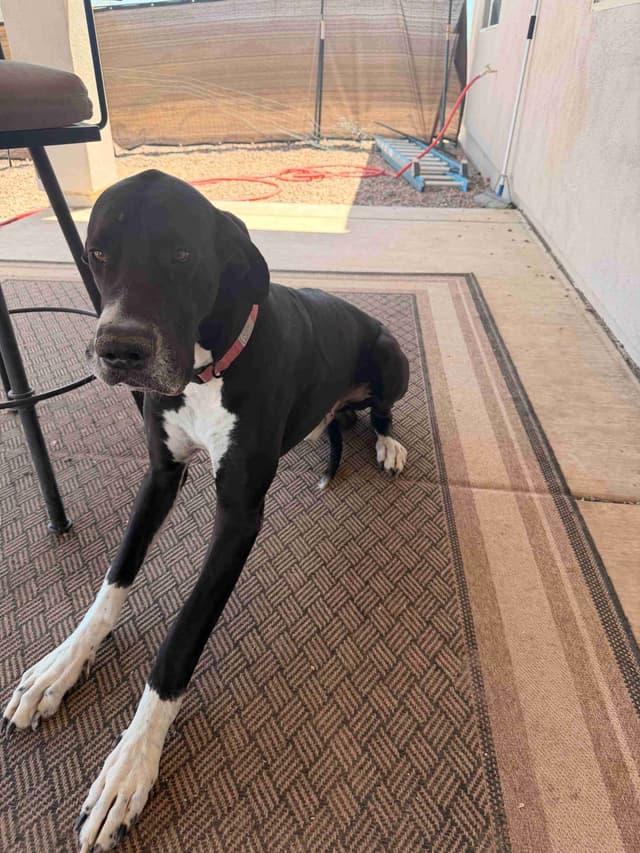 Great Dane Puppies media 9