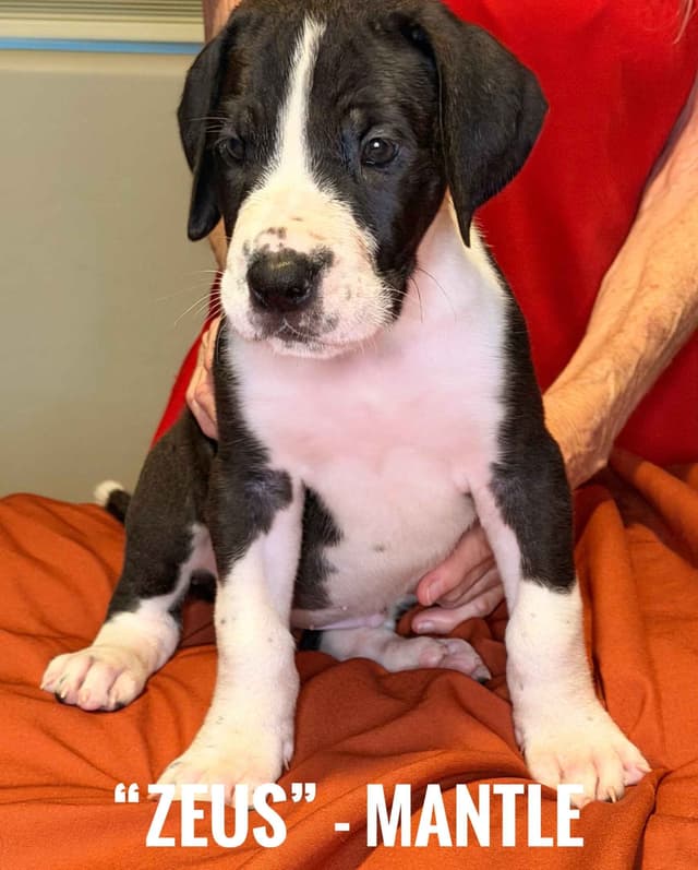Great Dane Puppies media 6