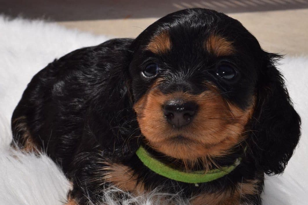 Dachshund Puppies breeder image 2