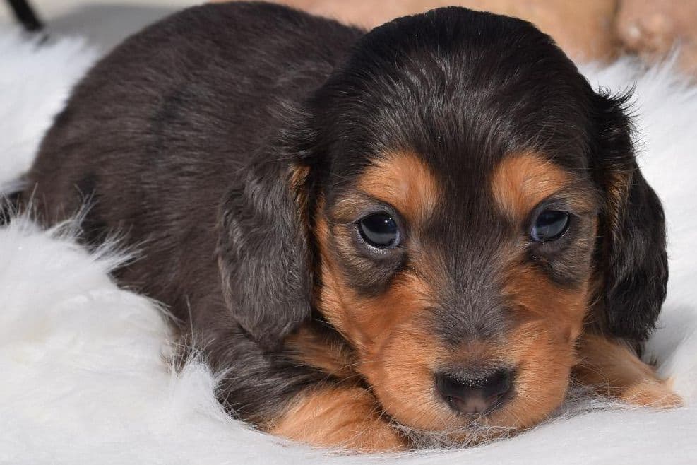 Dachshund Puppies breeder image 3