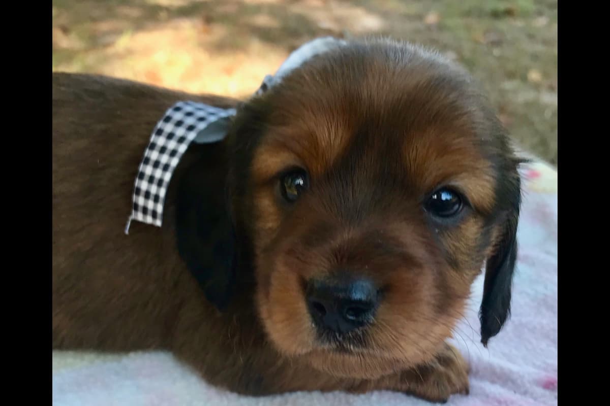 Dachshund Puppies breeder image 6