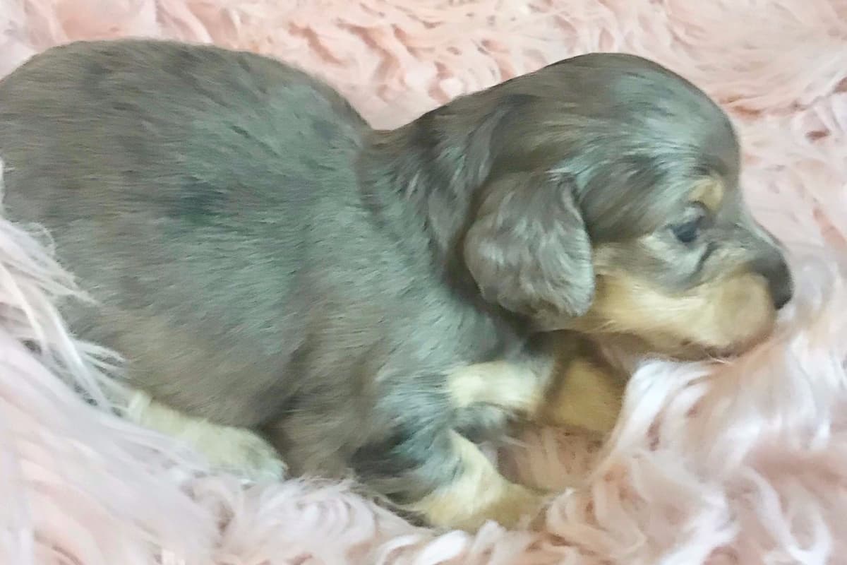 Dachshund Puppies breeder image 1