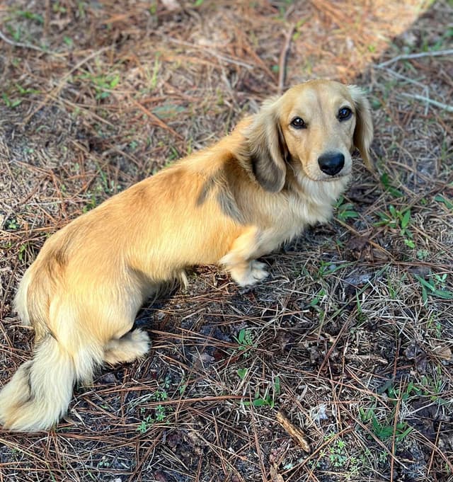 Dachshund Puppies media 6