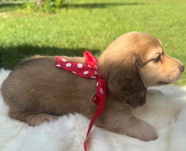 Dachshund Puppies media 2