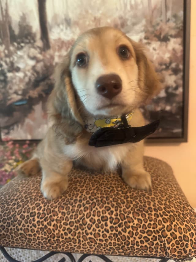 Dachshund Puppies media 3