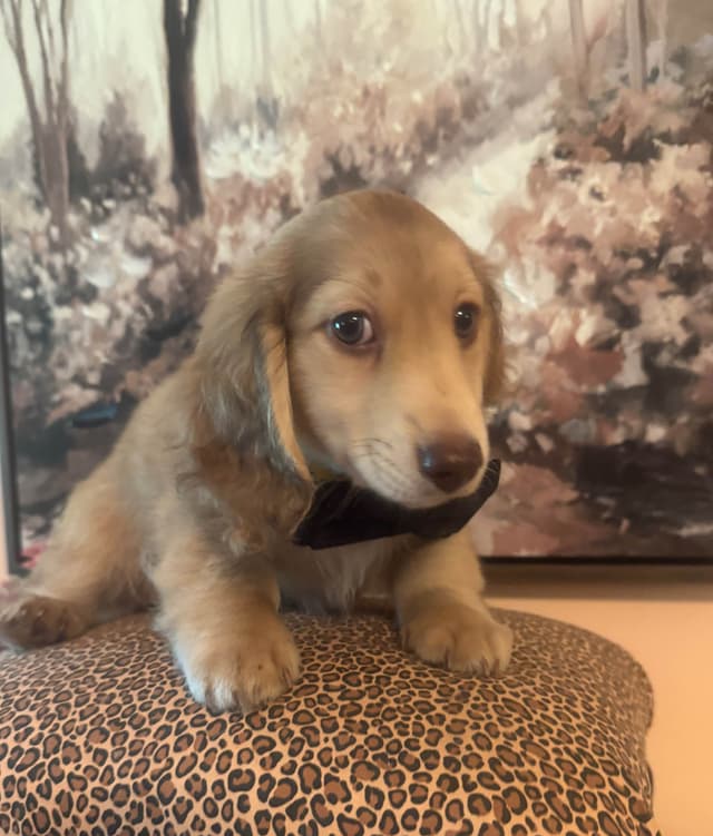 Dachshund Puppies media 4