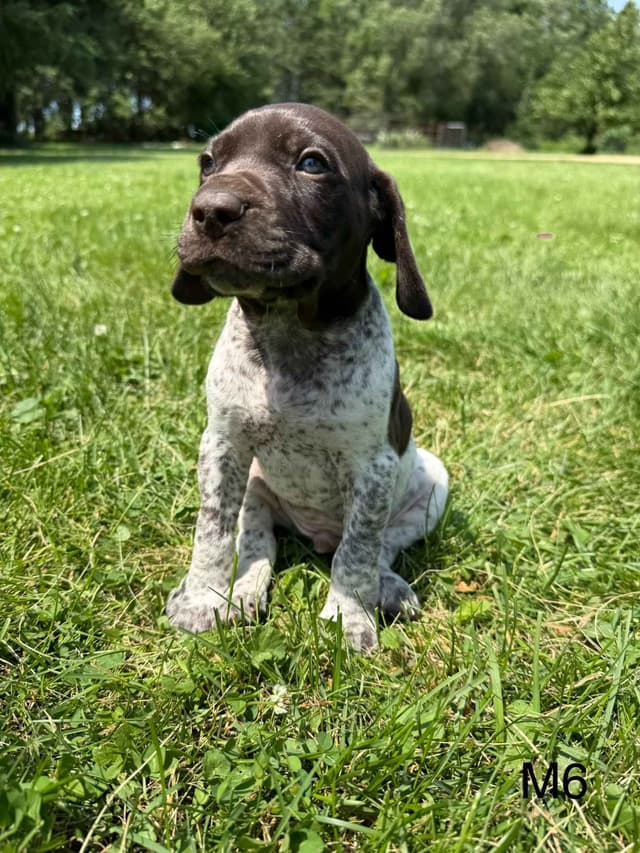 German Shorthaired Pointer Puppies media 13