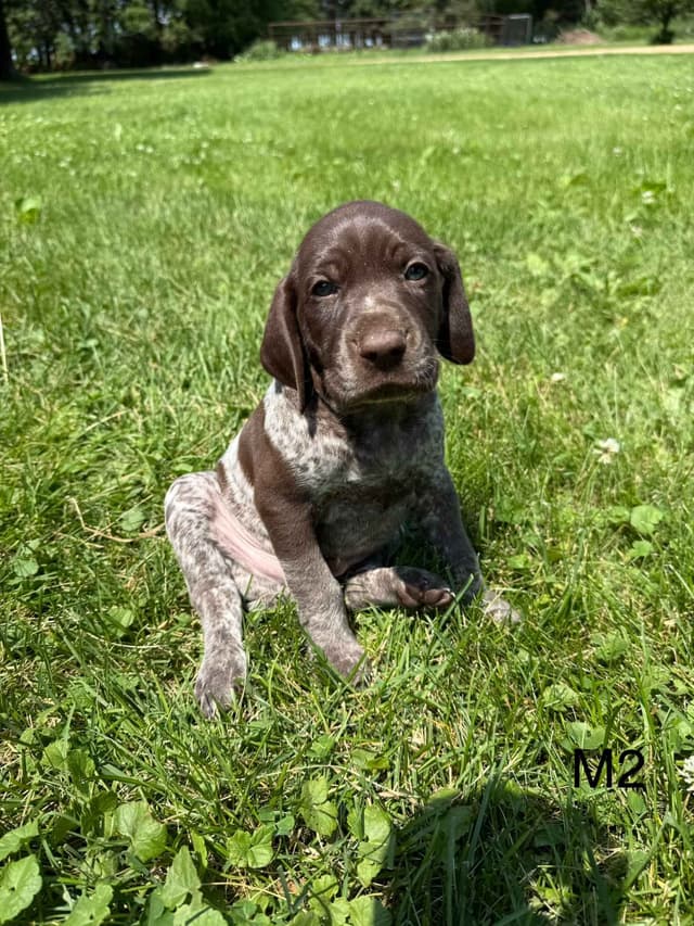 German Shorthaired Pointer Puppies media 5