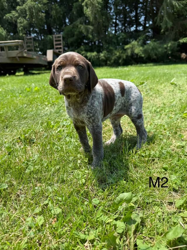 German Shorthaired Pointer Puppies media 6