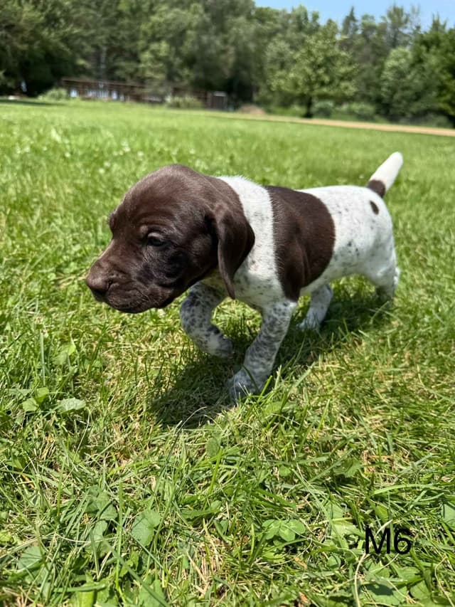 German Shorthaired Pointer Puppies media 14