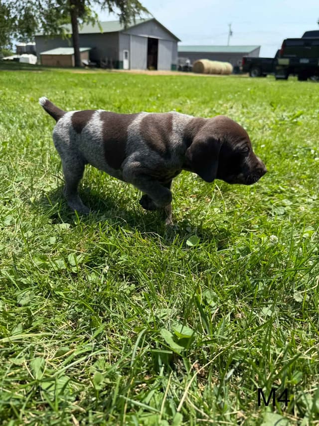 German Shorthaired Pointer Puppies media 10