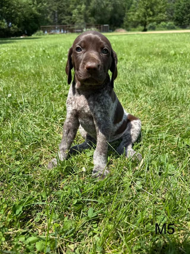 German Shorthaired Pointer Puppies media 11