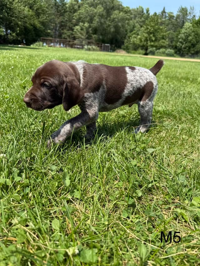 German Shorthaired Pointer Puppies media 12