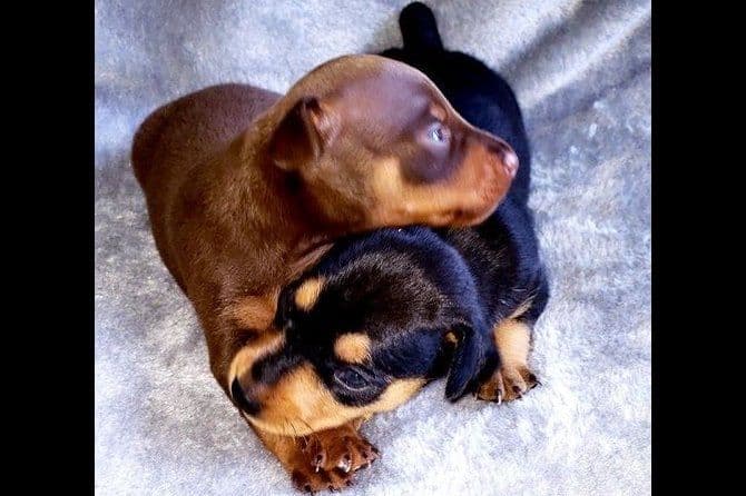 Miniature Pinscher Puppies breeder image 3