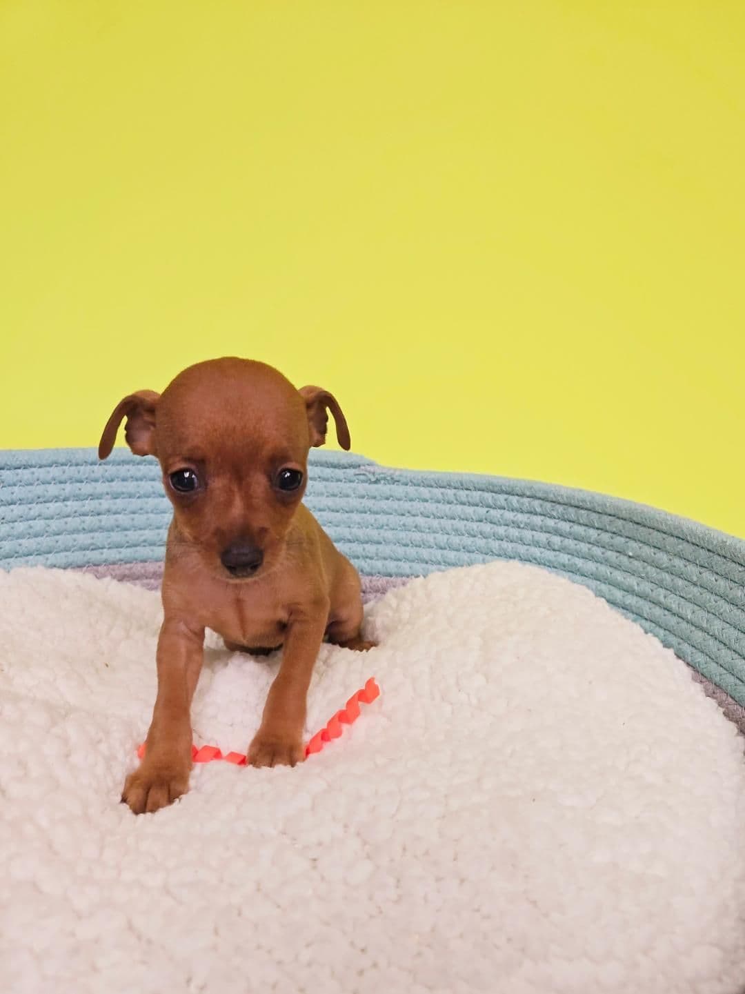 Miniature Pinscher Puppies breeder image 4