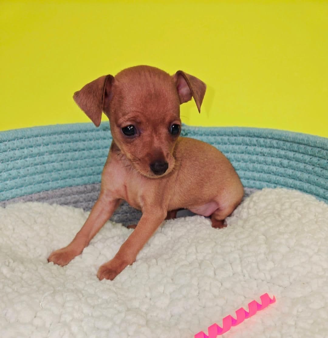 Miniature Pinscher Puppies breeder image 5